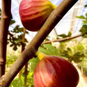 bibit buah tin super red hybrid fresh cangkok bibit buah tin Bukittinggi