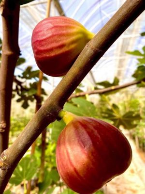 bibit buah tin super red hybrid fresh cangkok bibit buah tin Bukittinggi