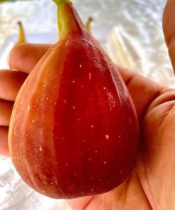 bibit buah tin super red hybrid fresh cangkok bibit buah tin Sumatra Selatan