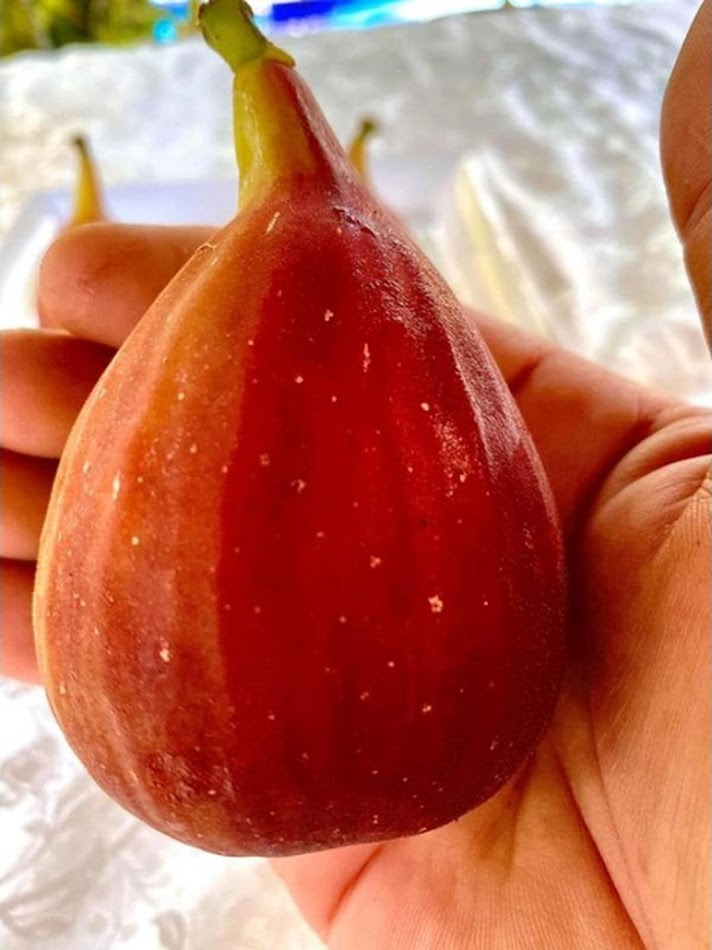 Gambar Produk bibit buah tin super red hybrid fresh cangkok bibit buah tin Sumatra Selatan