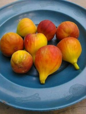 bibit buah tin syirian honey fc fresh cangkok Pematangsiantar