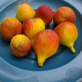 bibit buah tin syirian honey fc fresh cangkok Sumatra Utara