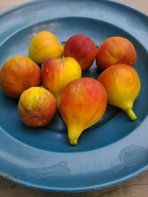 bibit buah tin syirian honey fc fresh cangkok Sumatra Utara