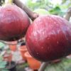 bibit buah tin terlaris red palestine bibit buah tin merah jumbo Salatiga