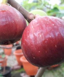 bibit buah tin terlaris red palestine bibit buah tin merah jumbo Salatiga