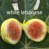 bibit buah tin white lebanese fresh cangkok tin Banda Aceh