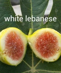 bibit buah tin white lebanese fresh cangkok tin Banda Aceh