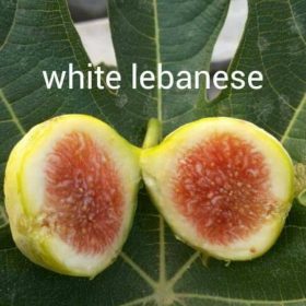 bibit buah tin white lebanese fresh cangkok tin Banda Aceh