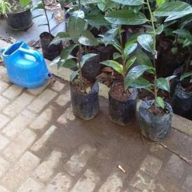 bibit buah unggul Bibit Buah Black Sapote Hadir Khusus Giant Jumbo Okulasi Konawe