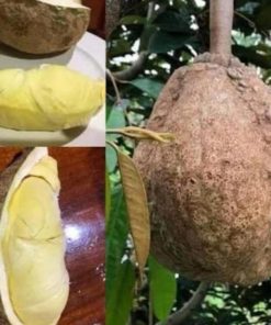 bibit buah unggul Bibit Buah Durian Gundul Model Terkini Serba Murah Asli Ready Stock Ponorogo