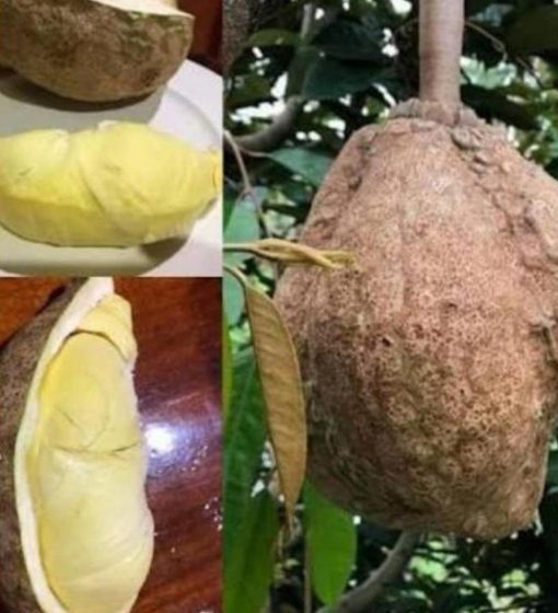 bibit buah unggul Bibit Buah Durian Gundul Model Terkini Serba Murah Asli Ready Stock Ponorogo
