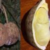 bibit buah unggul Bibit Buah Durian Gundul Pesial Tanaman Okulasi Harga Bersaing Bireuen