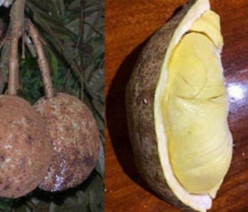 bibit buah unggul Bibit Buah Durian Gundul Pesial Tanaman Okulasi Harga Bersaing Bireuen