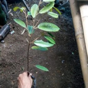 bibit buah unggul Bibit Durian Bawor Dan Duri Hitam Merangin