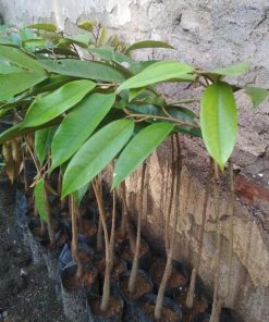 bibit buah unggul Bibit Durian Duri Hitam Terlaris Montong Dan Musangking Kaki Tunggal Grosir Klungkung