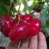 bibit buah unggul Bibit Jambu Air Baru Hasil Cangkok Tanaman Hias Buah Kancing Citra Merah King Rose Dalhari , Alor