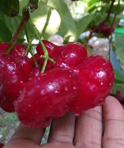 bibit buah unggul Bibit Jambu Air Baru Hasil Cangkok Tanaman Hias Buah Kancing Citra Merah King Rose Dalhari , Alor