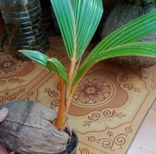 bibit buah unggul Bibit Kelapa Gading Pohon Bahan Kuning Surabaya