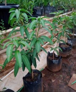 bibit buah unggul Bibit Mangga Kiojay Pohon Chokanan Hasil Okulasi Ukuran Besar Cianjur
