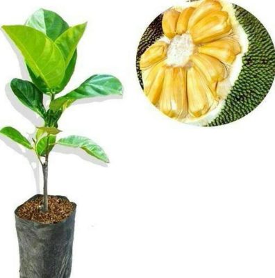 bibit buah unggul Bibit Nangka Madu Tanaman Hidup Buah Okulasi Super Unggul Sintang