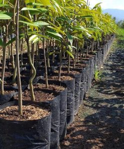 bibit buah unggul Bibit Pohon Durian Buah Montong Super Jumbo Bulukumba