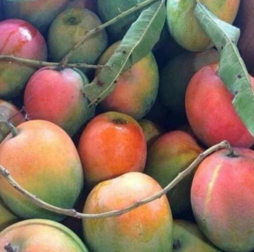 bibit buah unggul Bibit Pohon Mangga Best Seller Gedong Gincu Super Okulasi Berkualitas Kirim Langsung Bulukumba