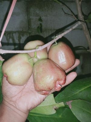 bibit cangkok jambu air kaget Samarinda