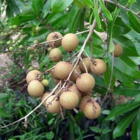 bibit cangkok kelengkeng jumbo kristal pingpong cepat berbunga berbuah terbaru Payakumbuh