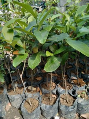 bibit cempedak Medan