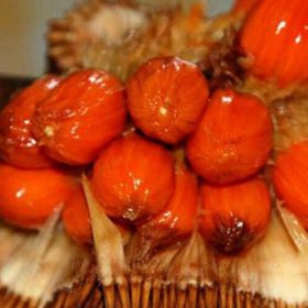 Bibit Cempedak Okulasi Buah Merah King Berkwalitas Klaten