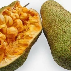 Bibit Cempedak Okulasi Buah Padang Pariaman