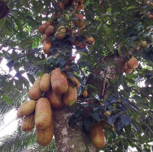 Bibit Cempedak Okulasi Durian Buleleng