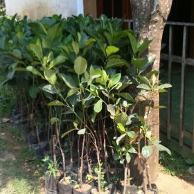 Bibit Cempedak Okulasi Durian Super Unggul Sarolangun