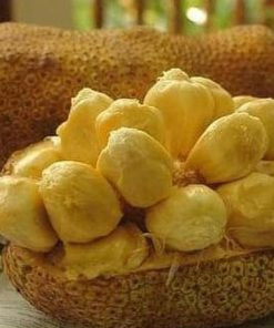 Bibit Cempedak Okulasi New Tanaman Buah Durian Kayong Utara