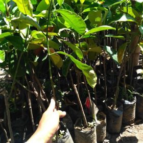 Bibit Cempedak Okulasi Tanaman Buah Luwu Timur