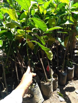 Bibit Cempedak Okulasi Tanaman Buah Luwu Timur