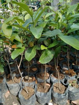 bibit cempedak Sorong