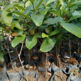 bibit cempedak Sumatra Utara