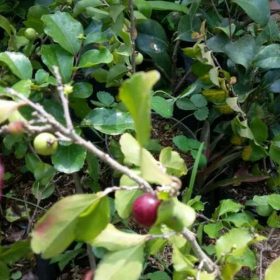 Bibit Cherry Berbuah Buah Ceri - Jepang Nunukan