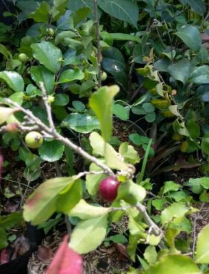 Bibit Cherry Berbuah Buah Ceri - Jepang Nunukan