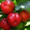 Bibit Cherry Berbuah Buah Ceri Very Cheri Barbados Sumbawa