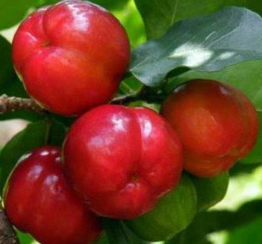 Bibit Cherry Berbuah Buah Ceri Very Cheri Barbados Sumbawa