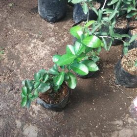 Bibit Cherry Berbuah Tanaman Buah Japanese Ceri Jepang Bengkalis