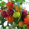 Bibit Cherry Berbuah Tanaman Buah Surinam Brazilian Agam