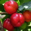Bibit Cherry Berbuah Tanaman Buah Vietnam Cangkok Pahuwato