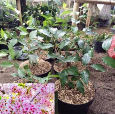 Bibit Cherry Berbuah Tanaman Sakura Blossom Pink Pakpak Bharat