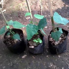 Bibit Cincau Bulu Ju Tanaman Pohon Flores Timur