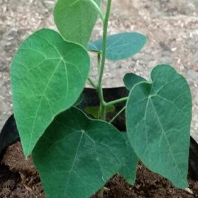 Bibit Cincau Bulu Tanaman Hijau - Pohon Daun Rambat Mimika