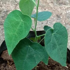 Bibit Cincau Bulu Tanaman Hijau - Pohon Daun Rambat Salatiga