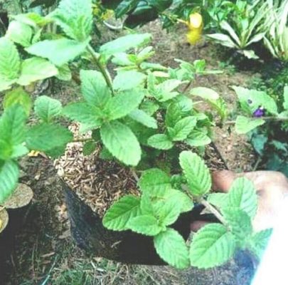 Bibit Cincau Hitam Tanaman Daun - Pohon Janggelan Aceh Tenggara